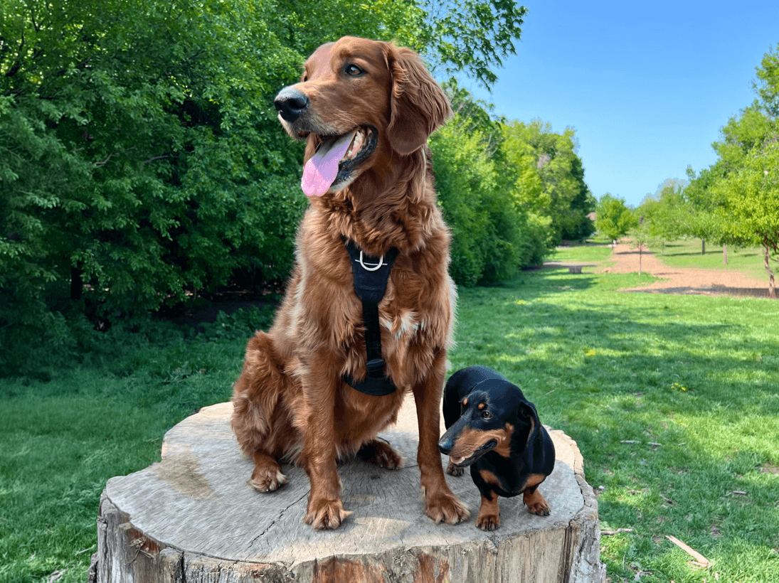 A golden retriever and a dachshund sitting on a tree stump in a park