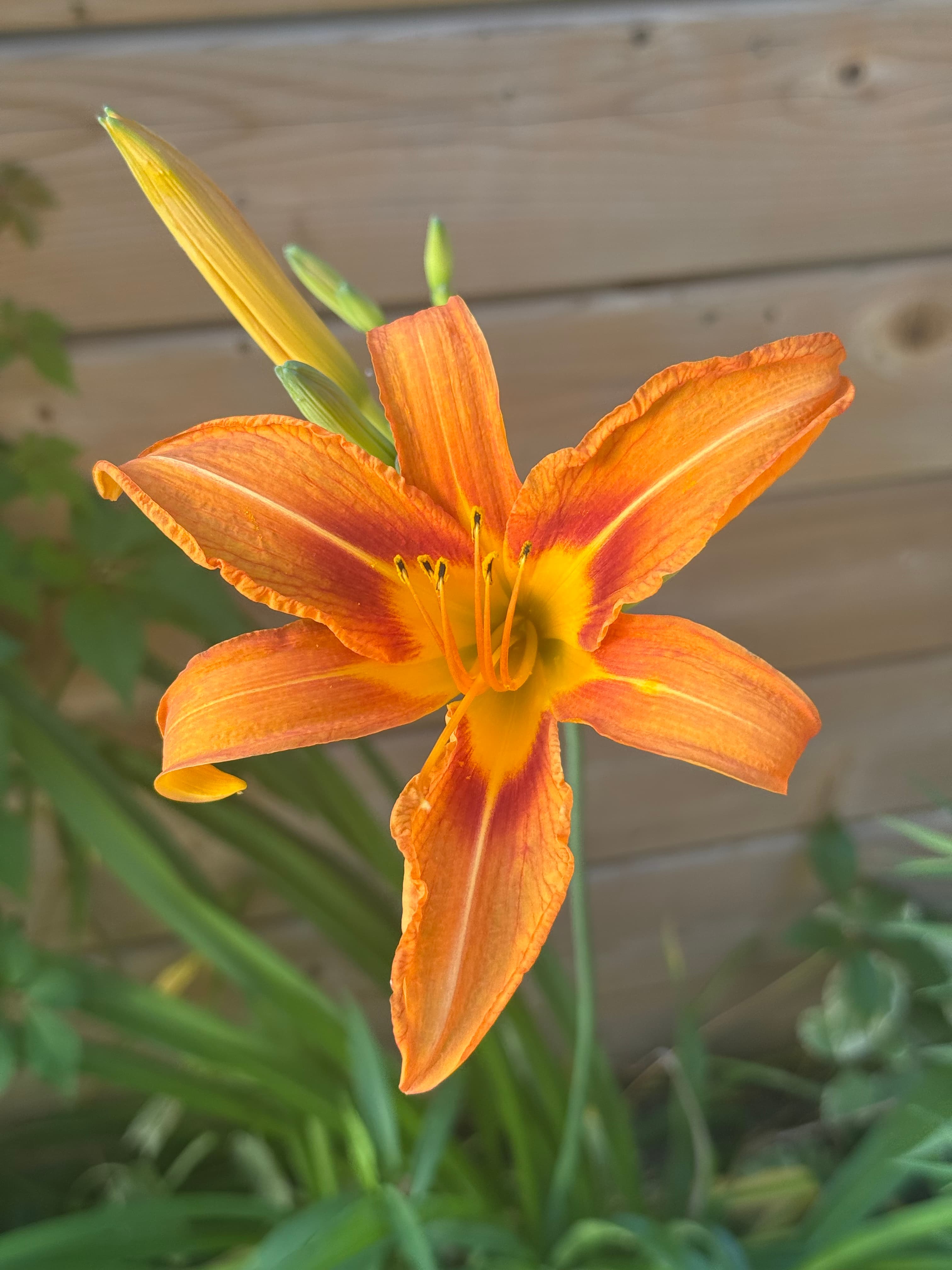 Photo of a daylily ready to become a coloring page